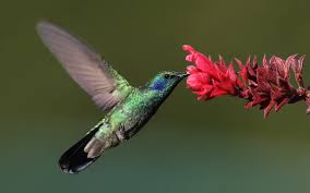 http://commons.wikimedia.org/wiki/File:Colibri-thalassinus-001-edit.jpg