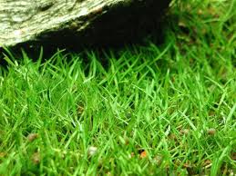 http://www.aquaticplantcentral.com/forumapc/plantfinder/details.php?id=125